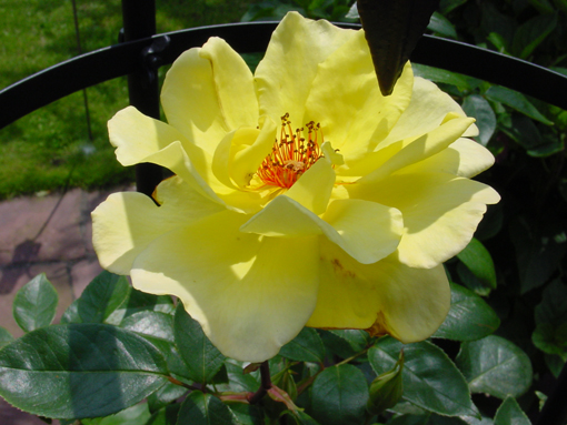 Blume